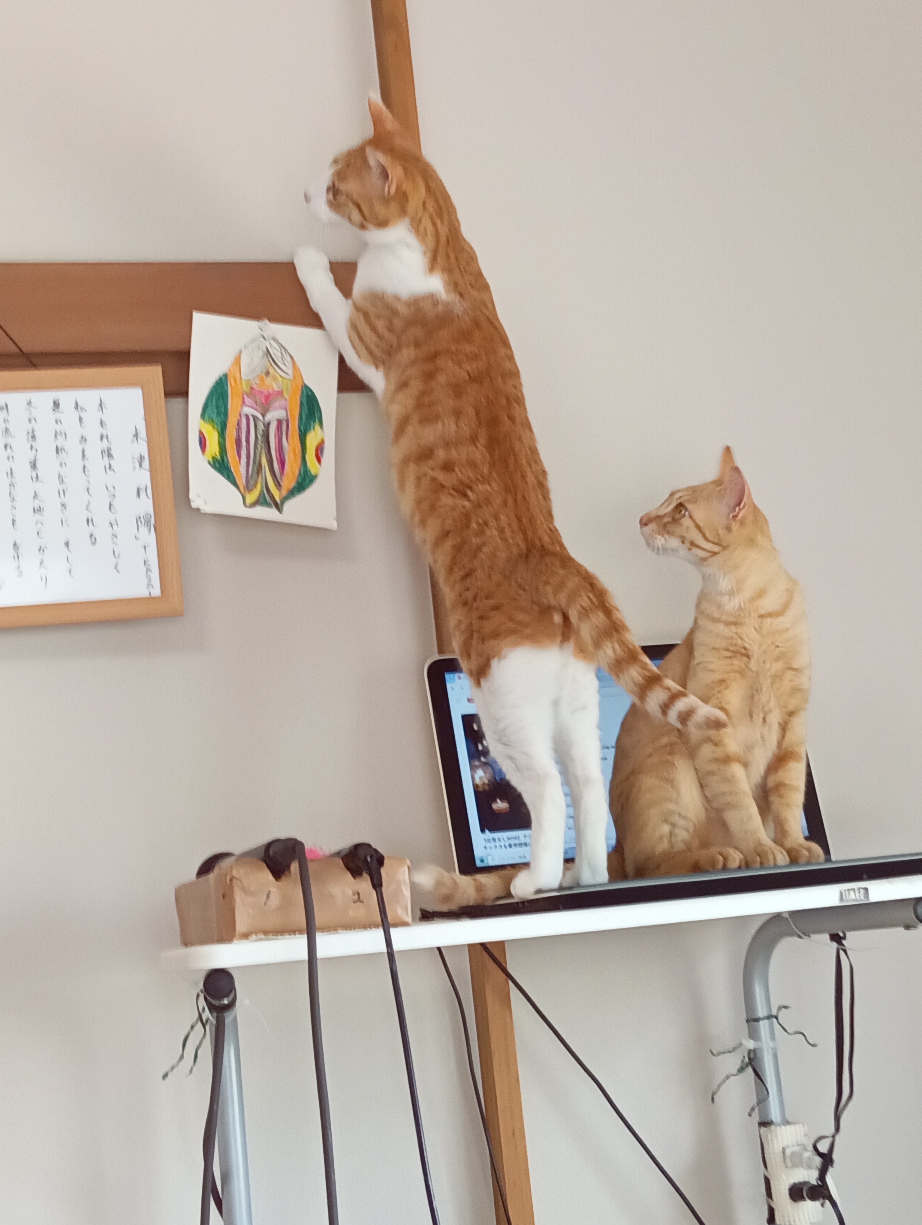 　　　　　　　　　　　　　　　　　　　　　　　　　　　　　ほんとだ、カモがねぎしょってやってきたよ