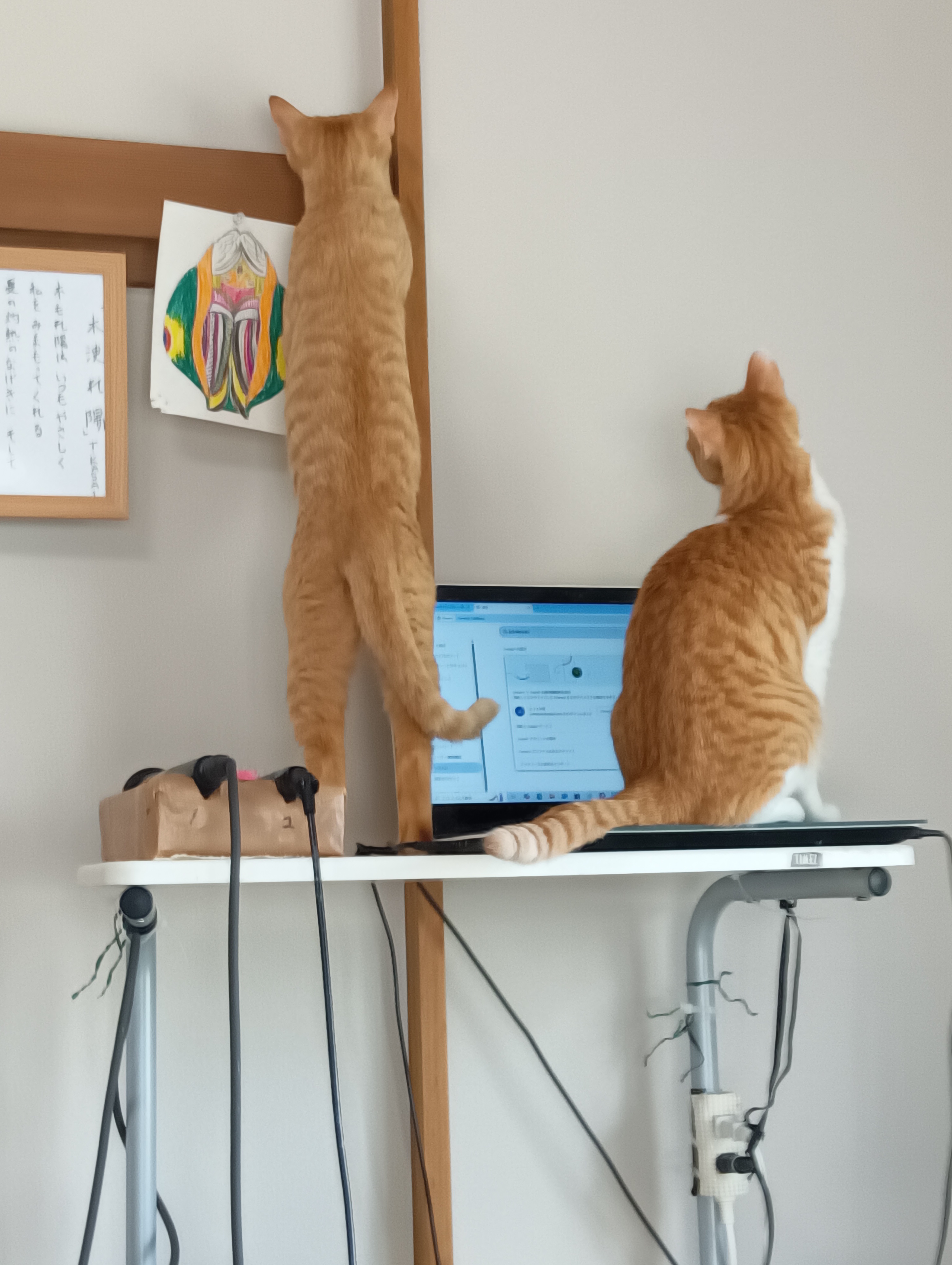 　　　　　　　　　　　　　　　　　　　　　　　　　　　　　　こんなところにカモがいるわきゃないでしょ！