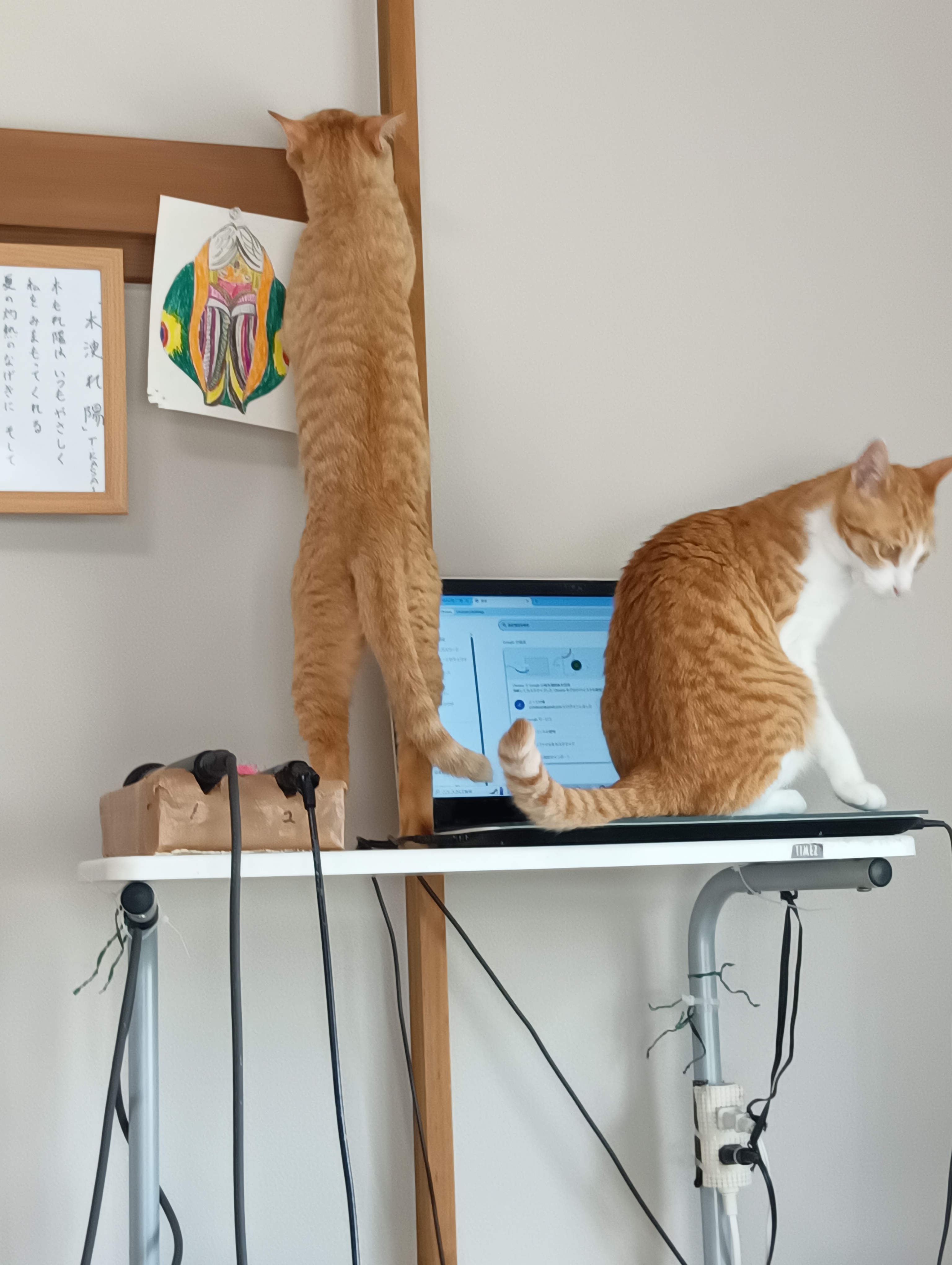 　　　　　　　　　　　　　　　　　　　　　　　　　　　　なんだあ、かつがれたのか・・・　　そうよ