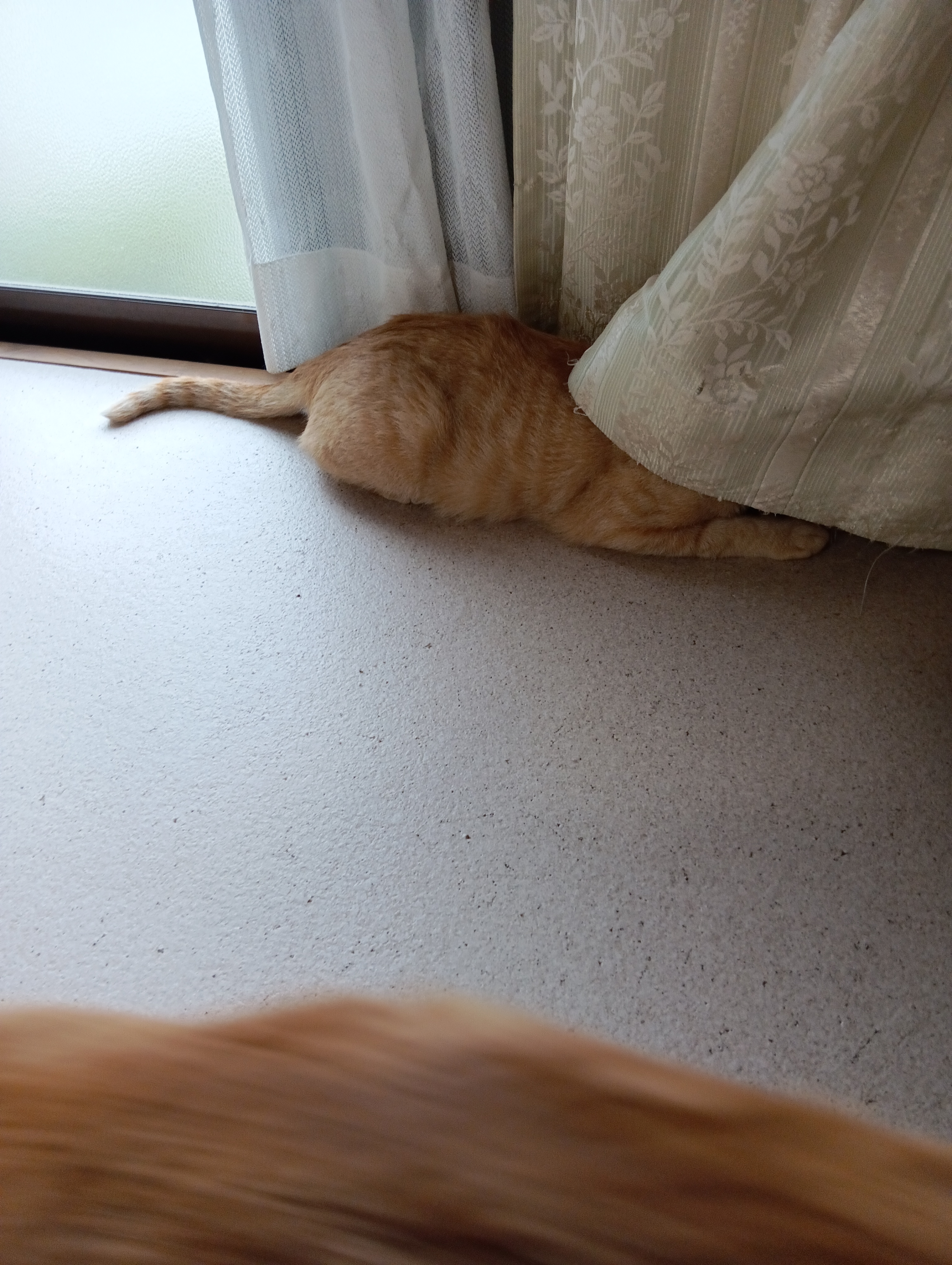 　　　　　　　　　　　　　　　　　　　　　　　　　　　　　あ！シーちゃんだ、隠れよう。（それじゃ頭隠して尻隠さずよ）