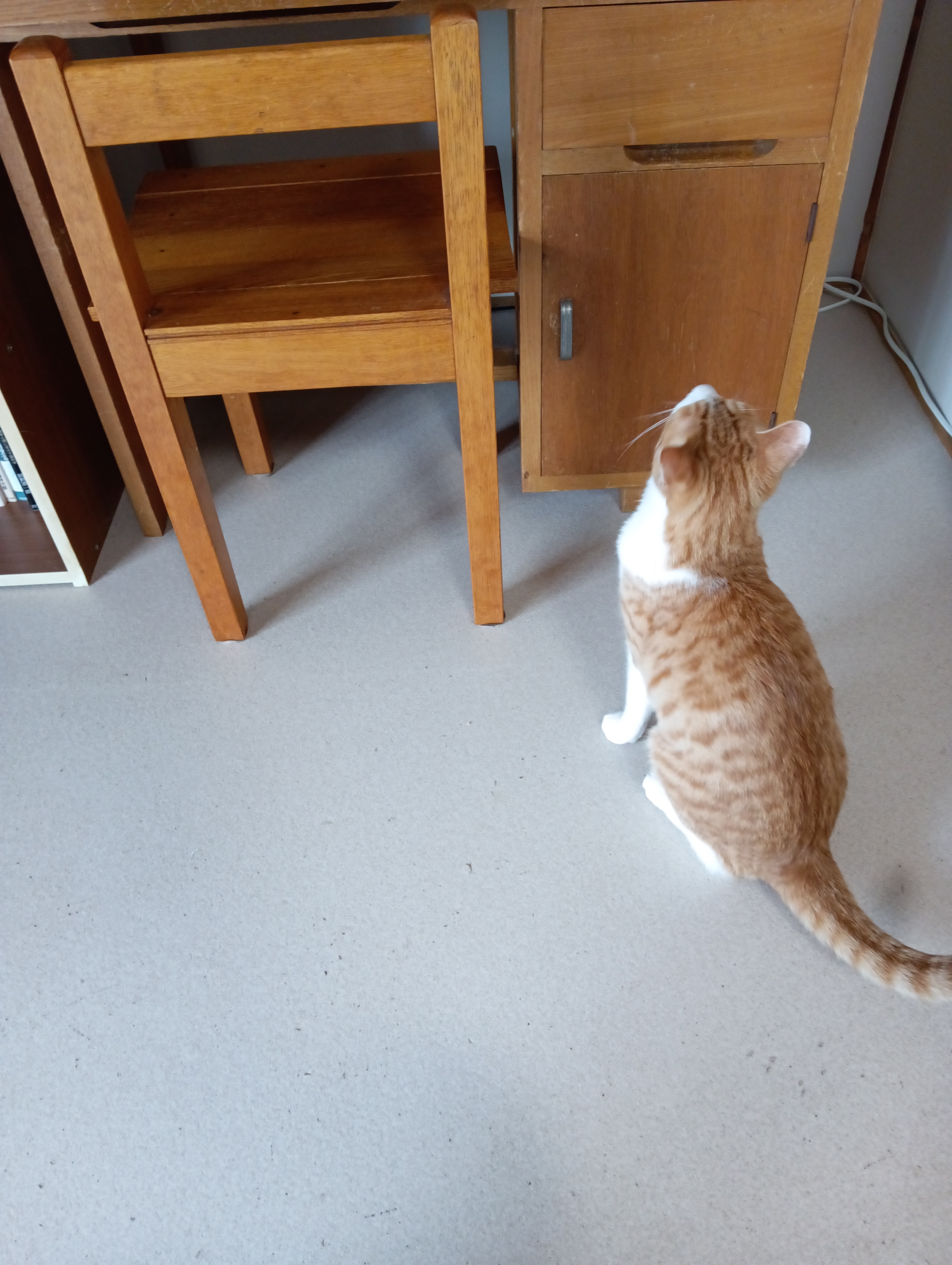 　　　　　　　　　　　　　　　　　　　　　　　　　　　　　　　　シーちゃんがやってきました。