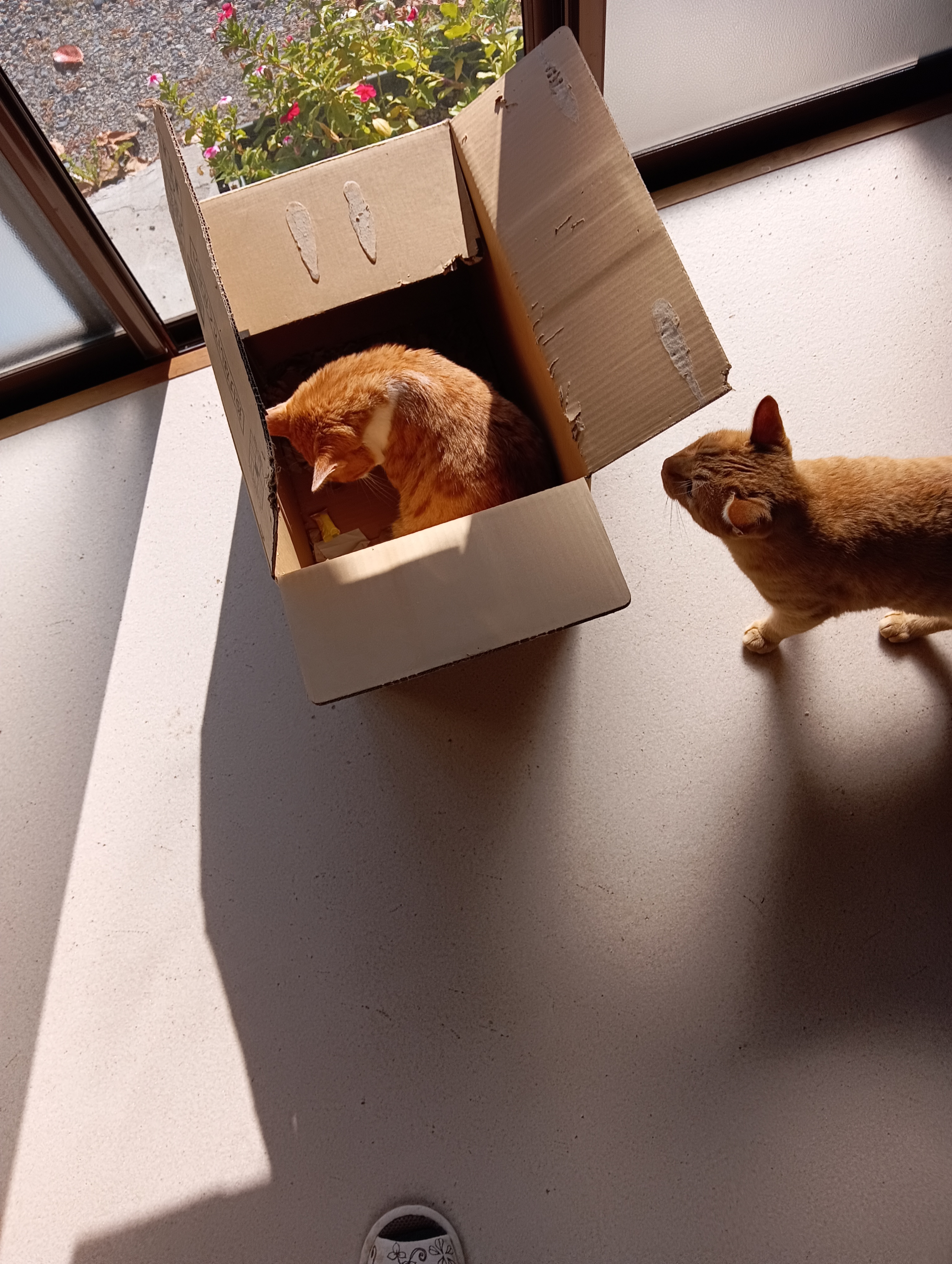 　　　　　　　　　　　　　　　　　　　　シーちゃん！あたち切羽つまってんだから、どいて！