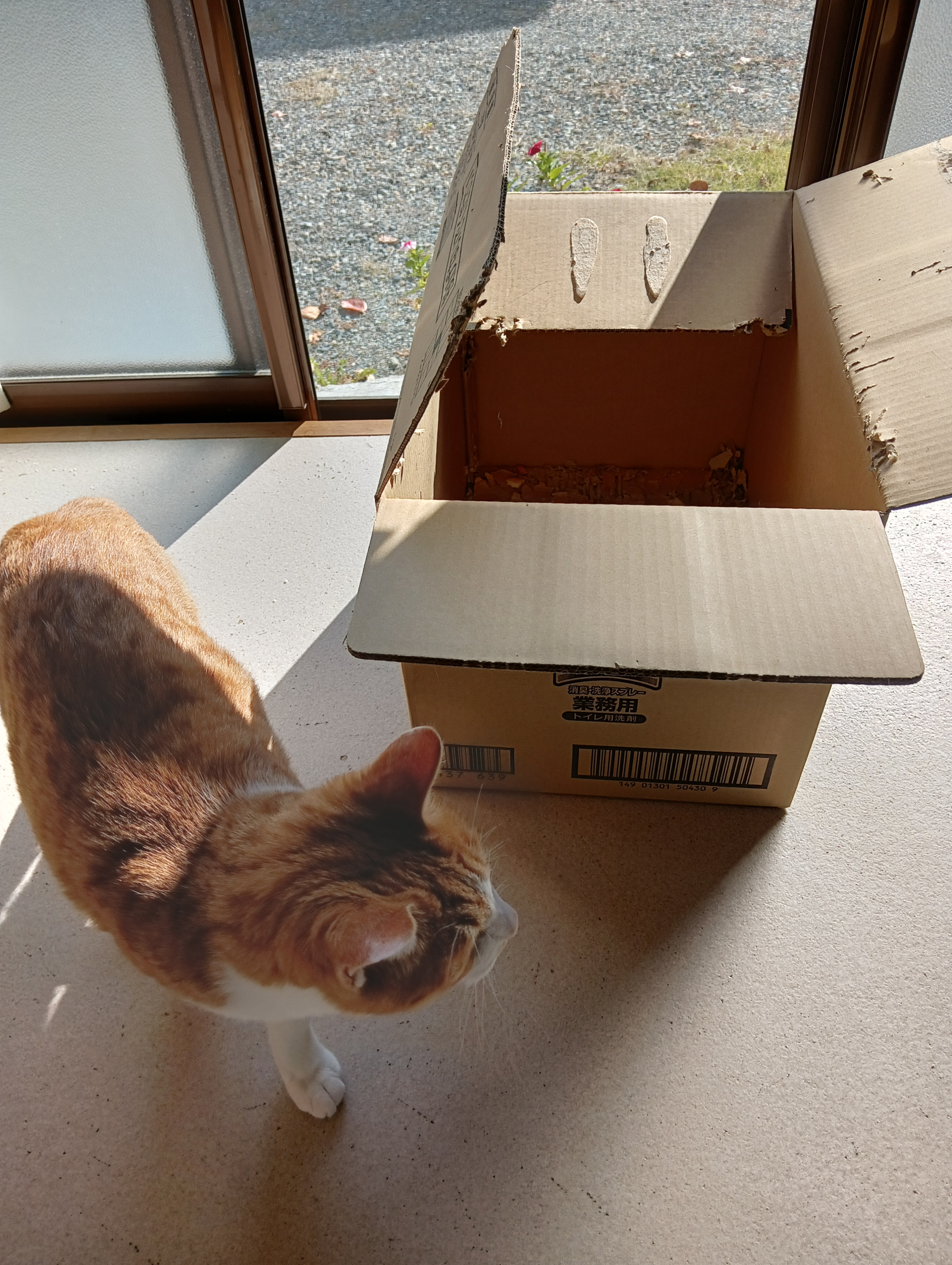 　　　　　　　　　　　　　　　　　　　　　　　　　　　　　　　　　　　シーちゃんがやってきました