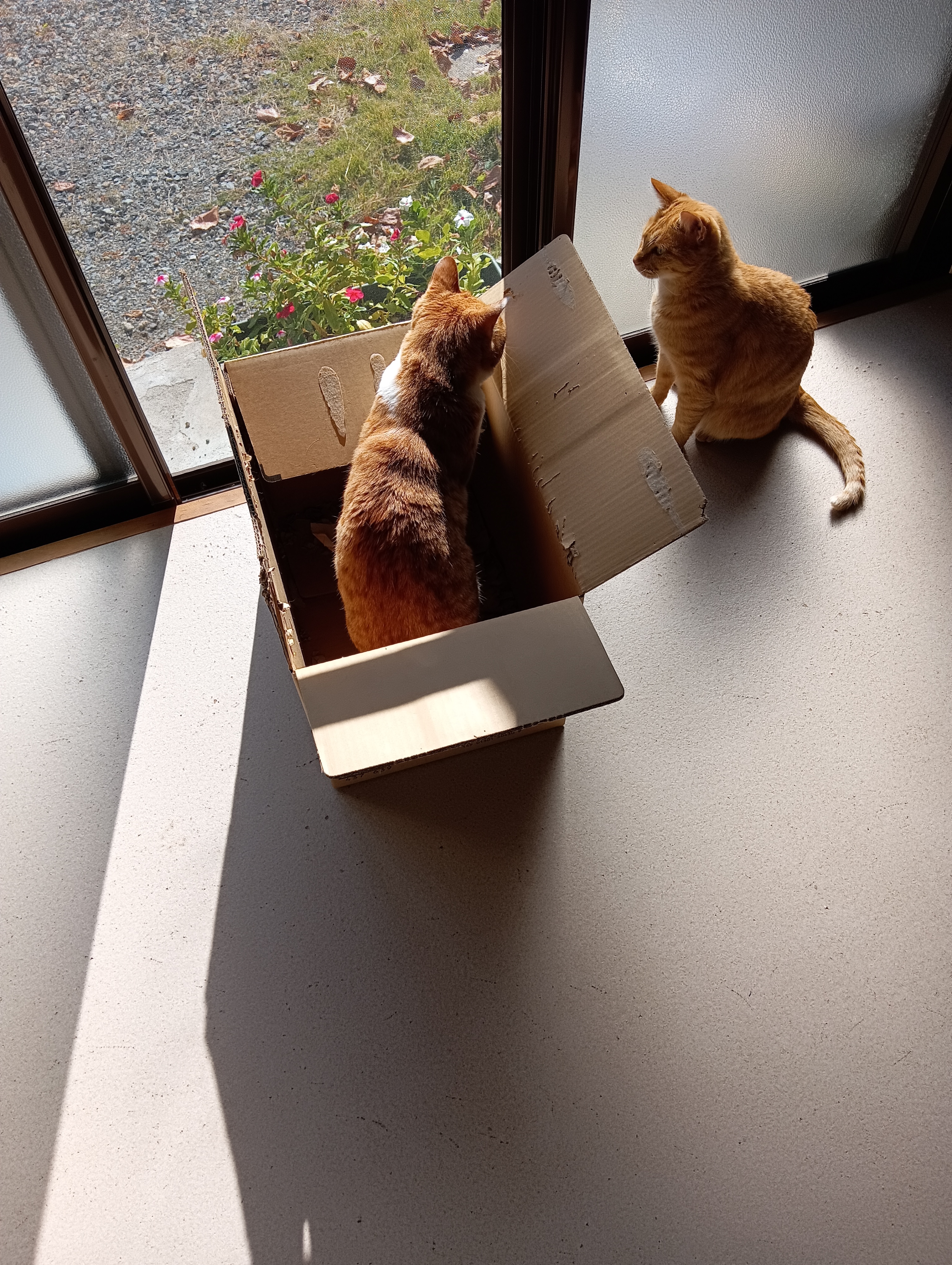 　　　　　　　　　　　　　　　　　　　　　　　　　　　　　シーちゃん、いい家みつかった？　　　　　これはどうかな