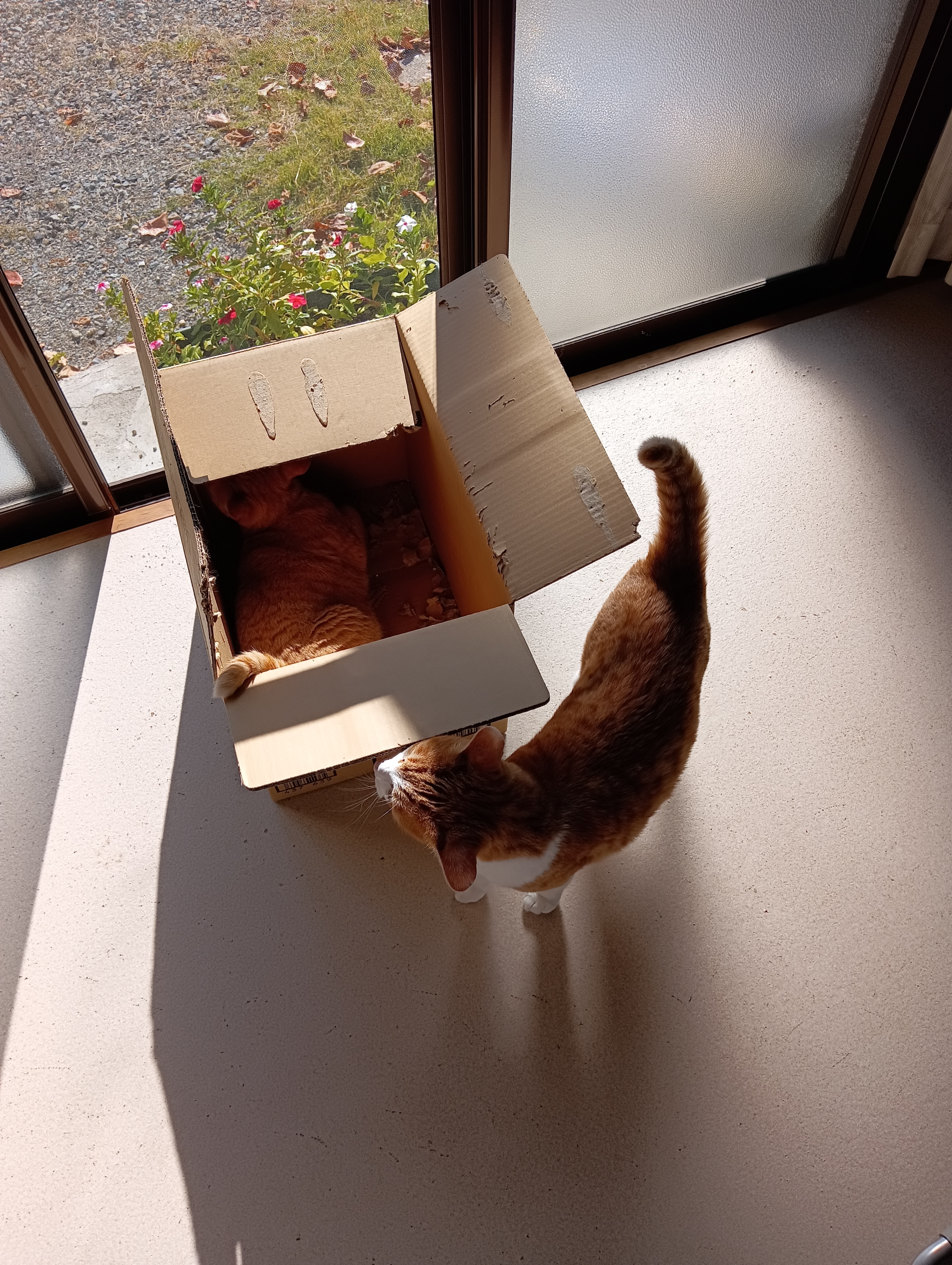 　　　　　　　　　　　　　　　　　　　　　　　　　　　　　　　　　　　　　なかなかいい物件だにゃあ