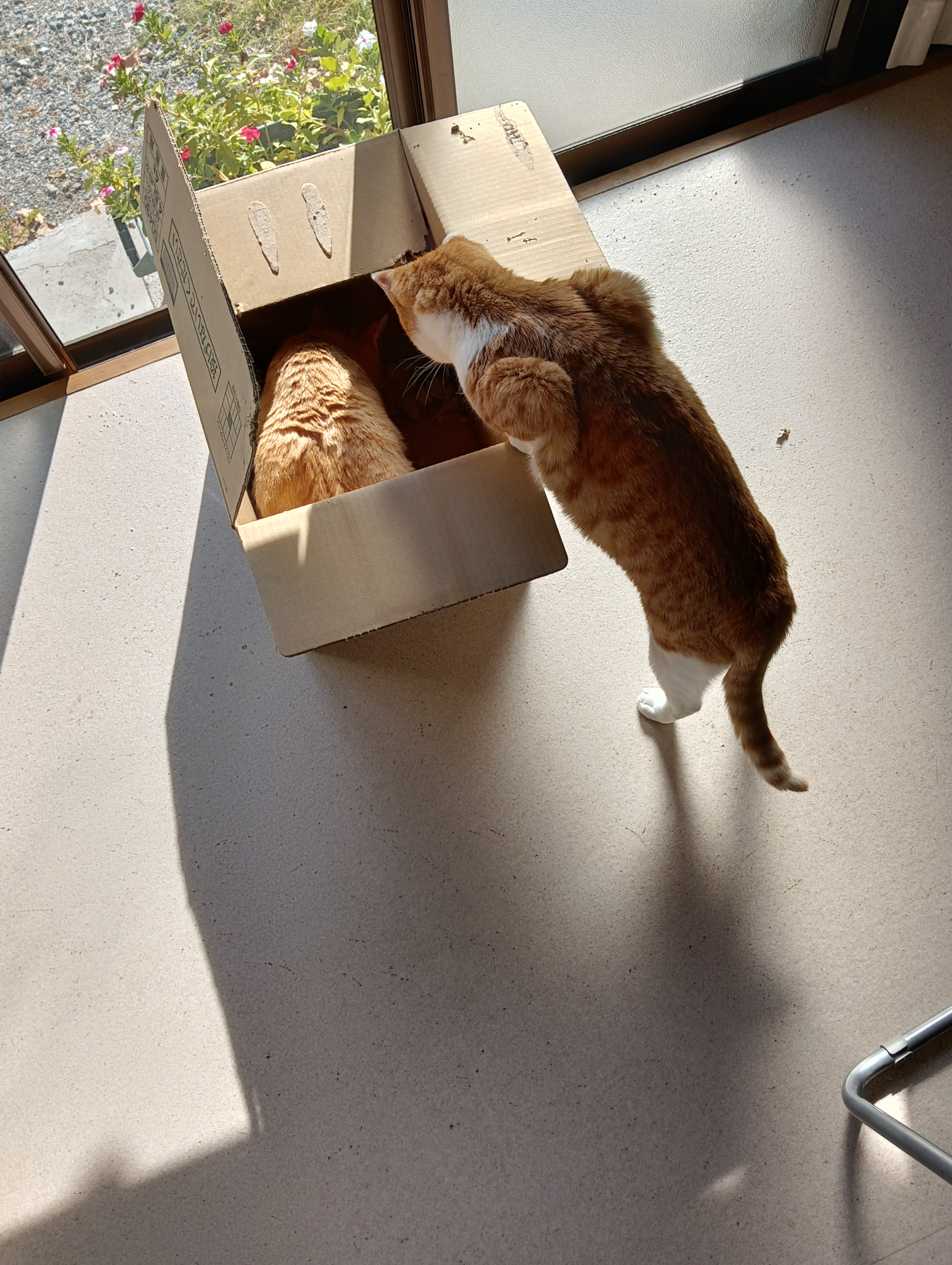 　　　　　　　　　　　　　　　　　　　　　　　　　　　　　　　チーコさん、ここに決めようよ