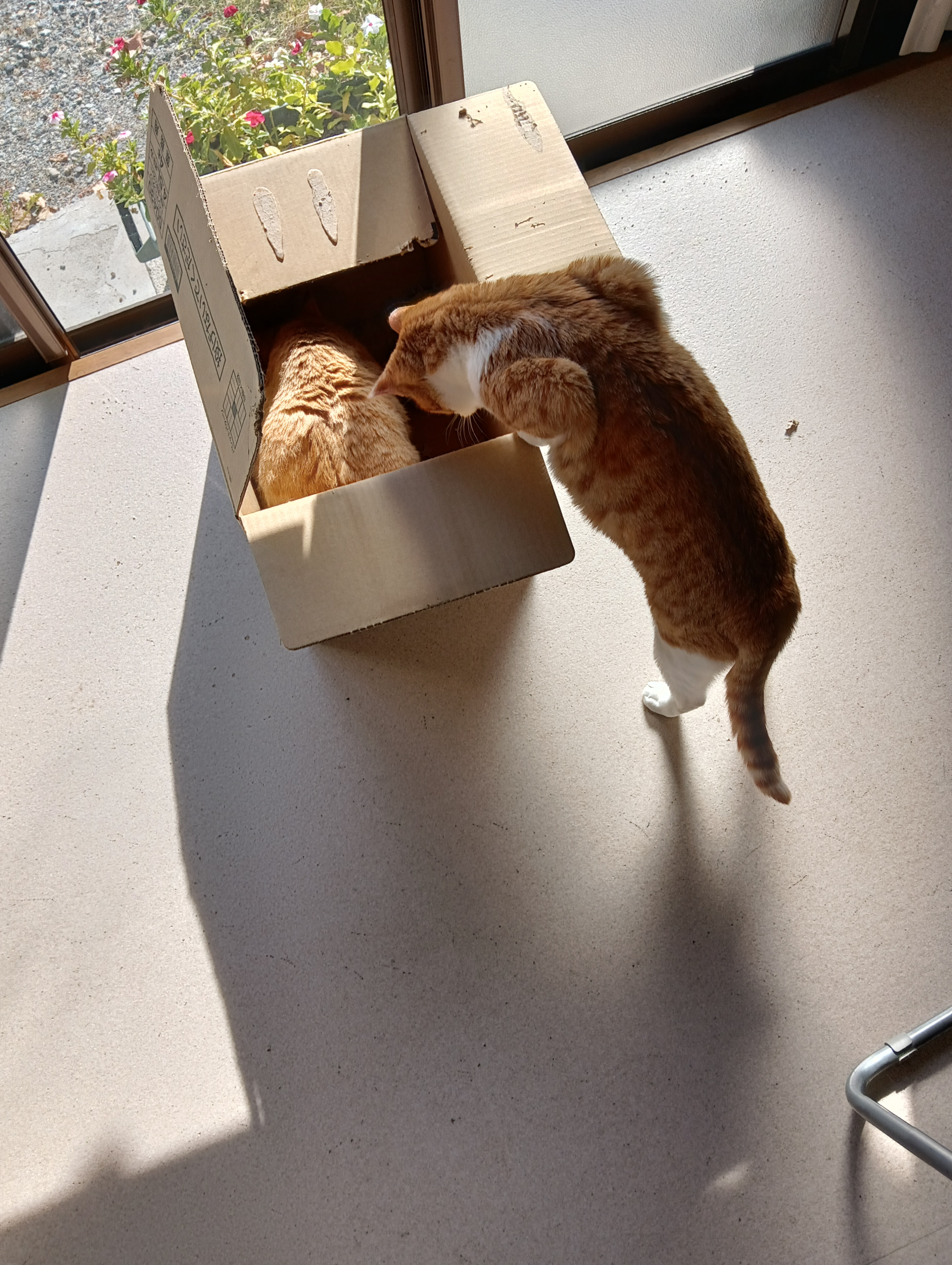 　　　　　　　　　　　　　　　　　　　　　　　　　　　　　　　　なかはどう？　　とてもいいわ