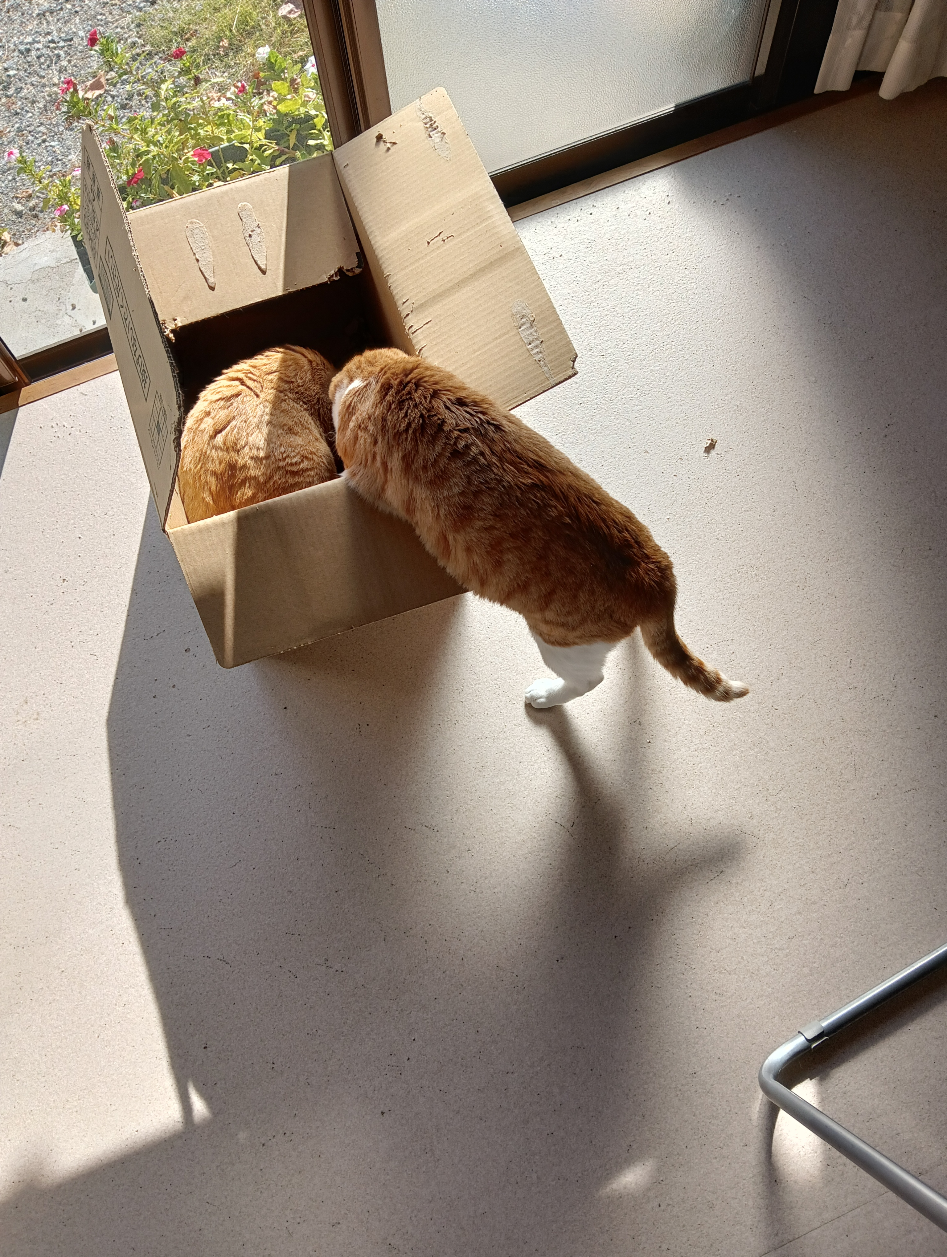 　　　　　　　　　　　　　　　　　　　よいしょ、意外ときついね、チーコさん最近また太ったね